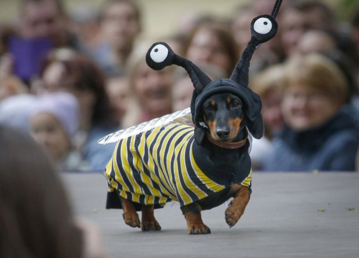Desfile de perros salchicha