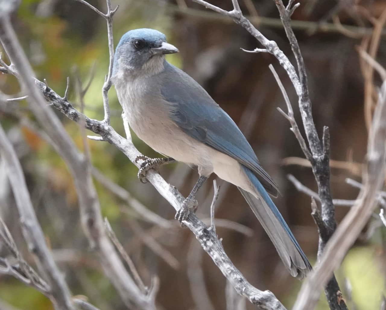 Mexican Jay