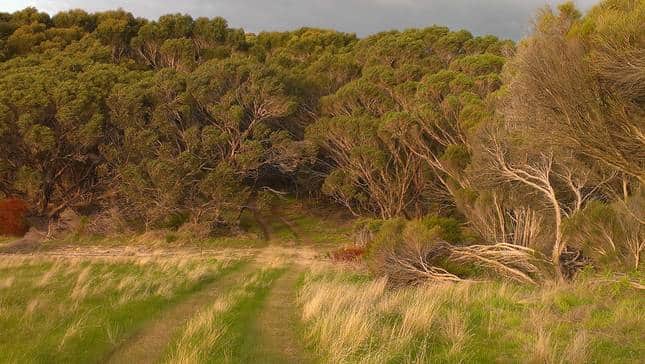 Bushwalks without leaving the property