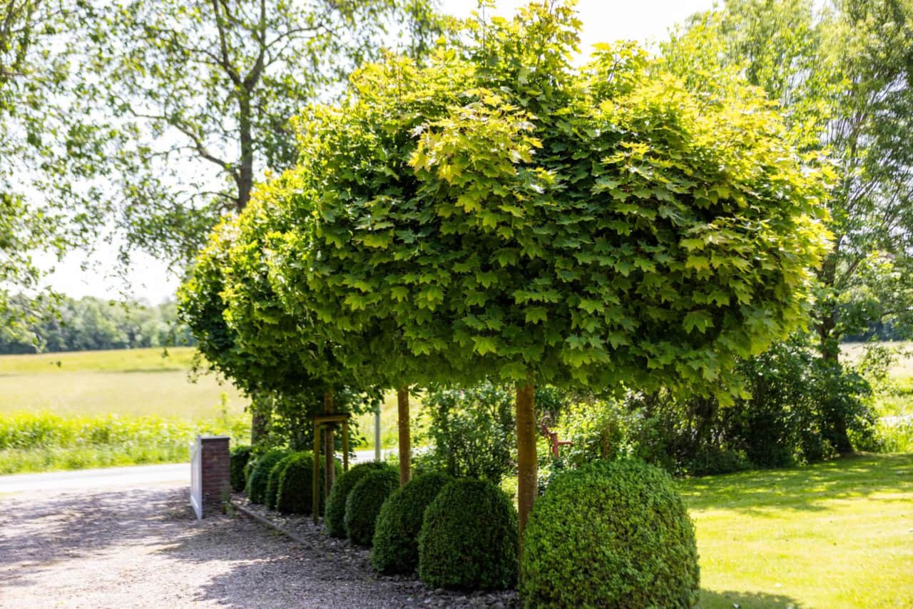 Gartenblick mit Formgehölzen