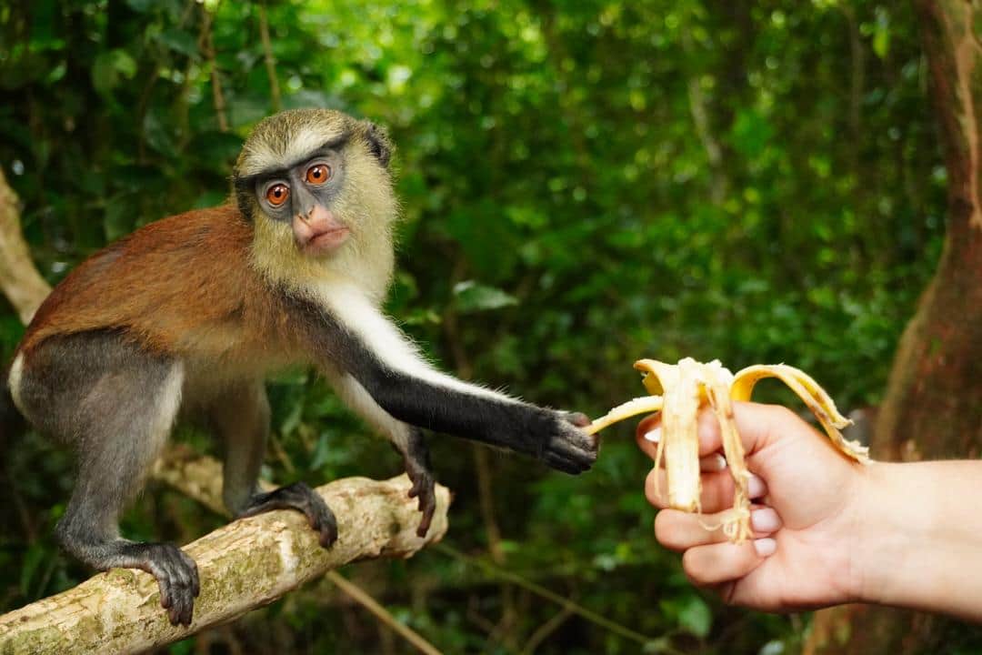 Monkey.jpg