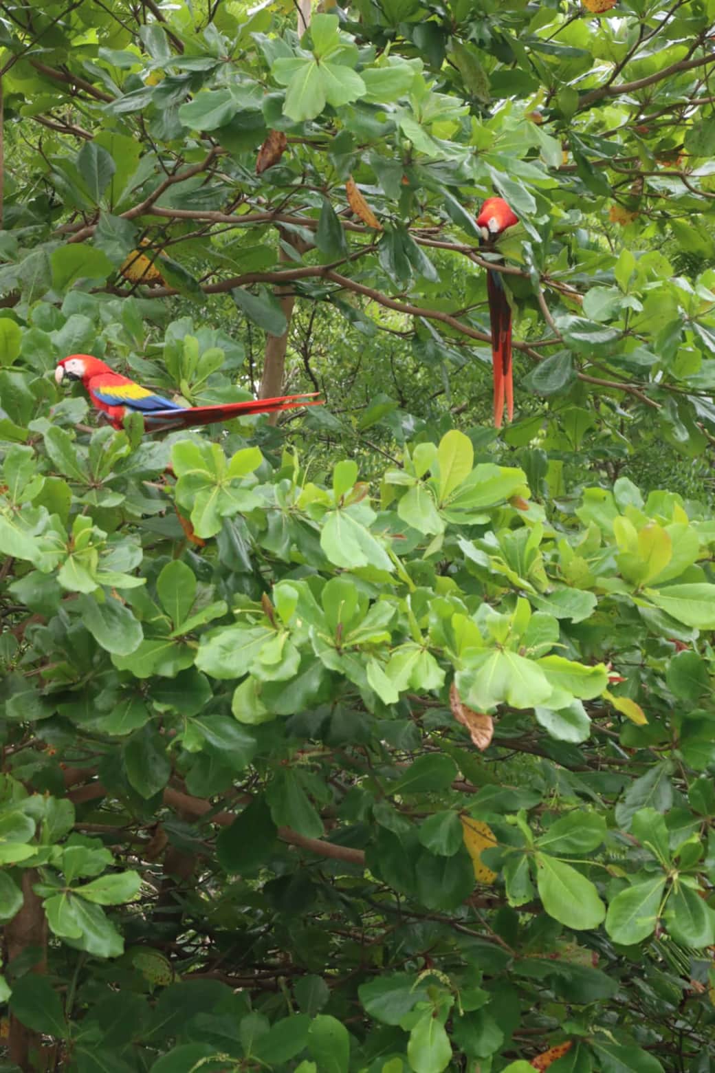 Lapas on Almendro tree in the backyard