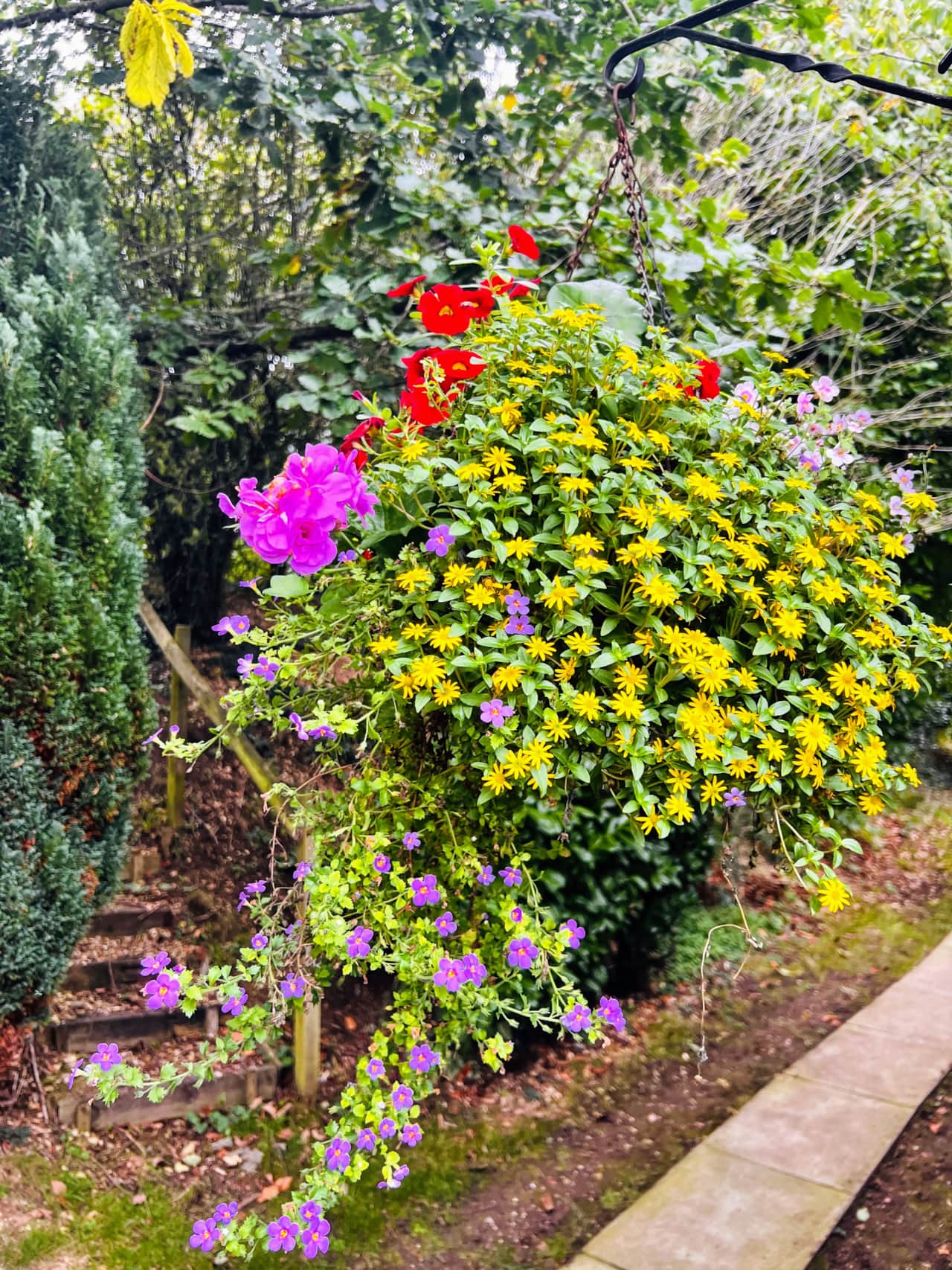 Summer hanging baskets.