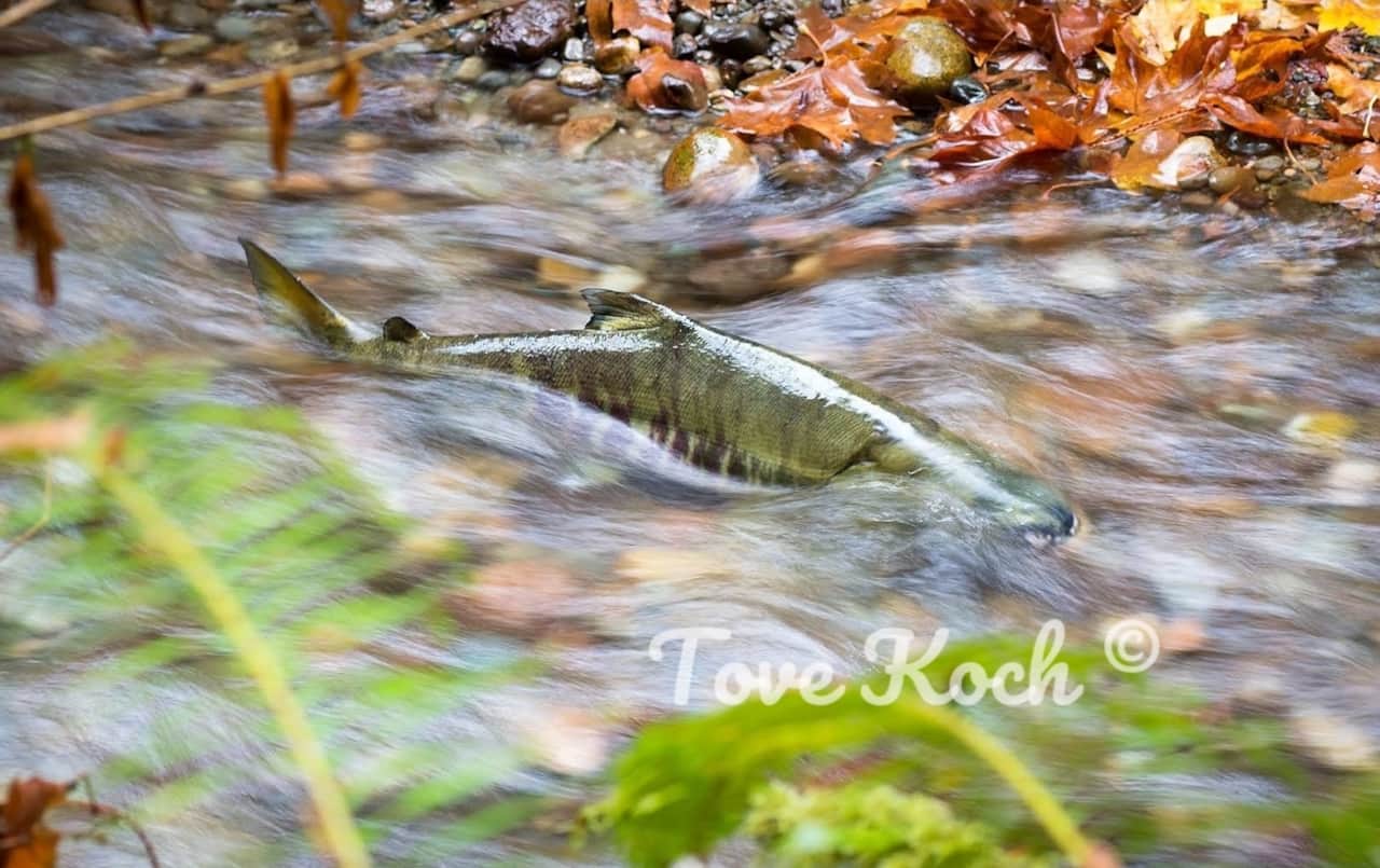 "Chum on a Mission"