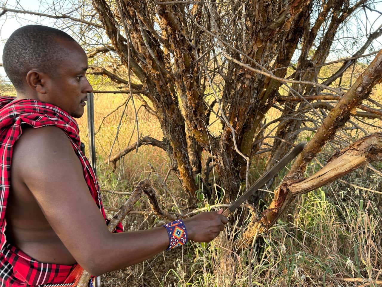 Learn about traditional Maasai medicine on one of their walks