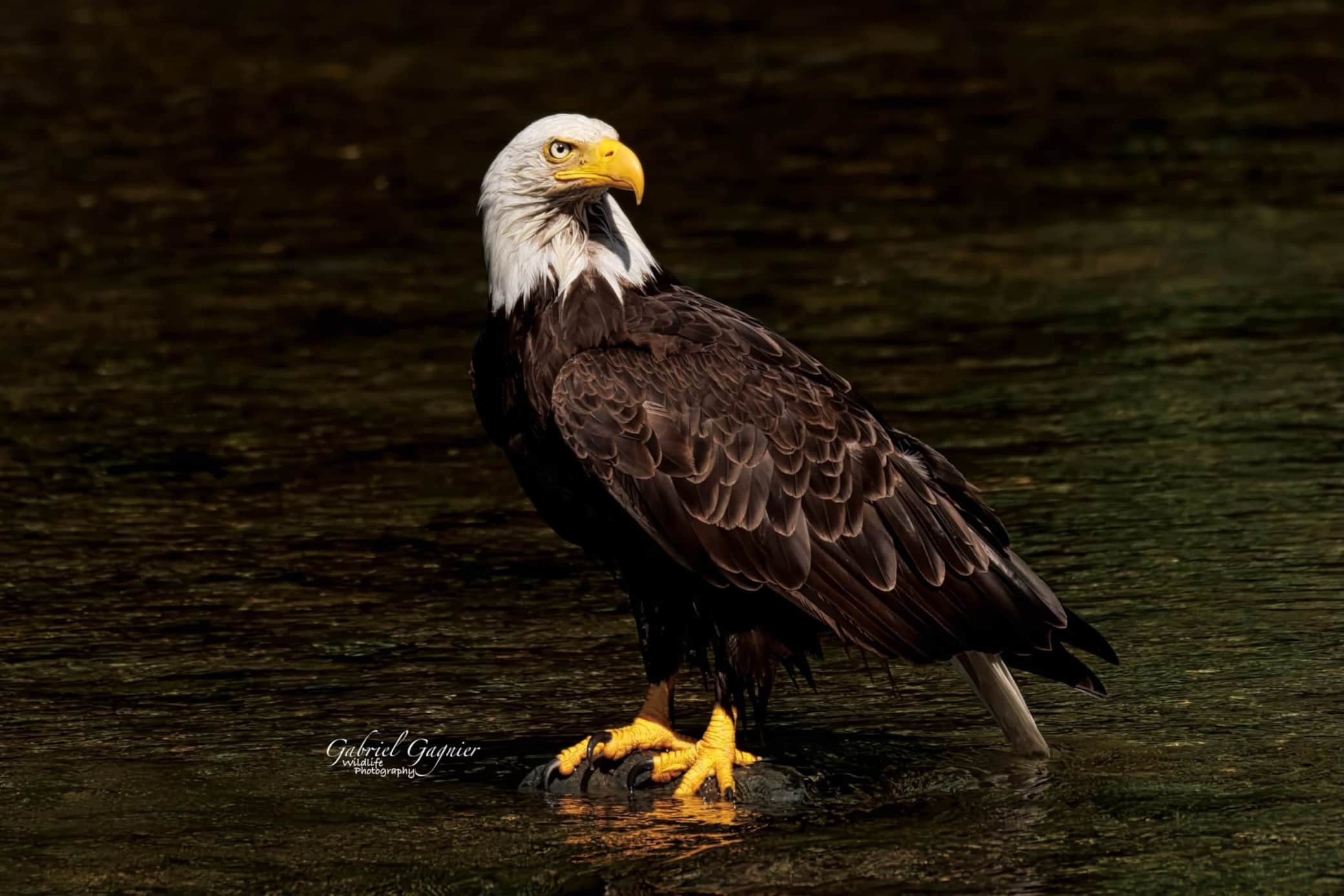 https://l.icdbcdn.com/oh/bba27fe6-8c95-4758-9e63-368ff2123f8f.jpg?w=2080-81