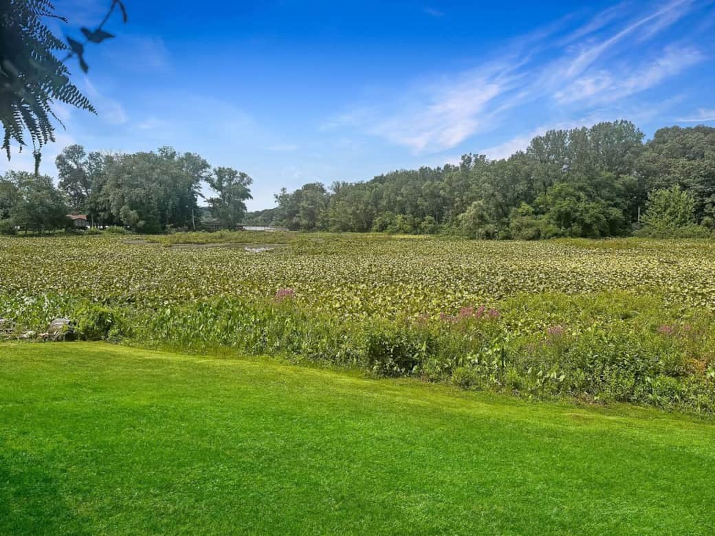 Pond in the Summer Pond in the Summer