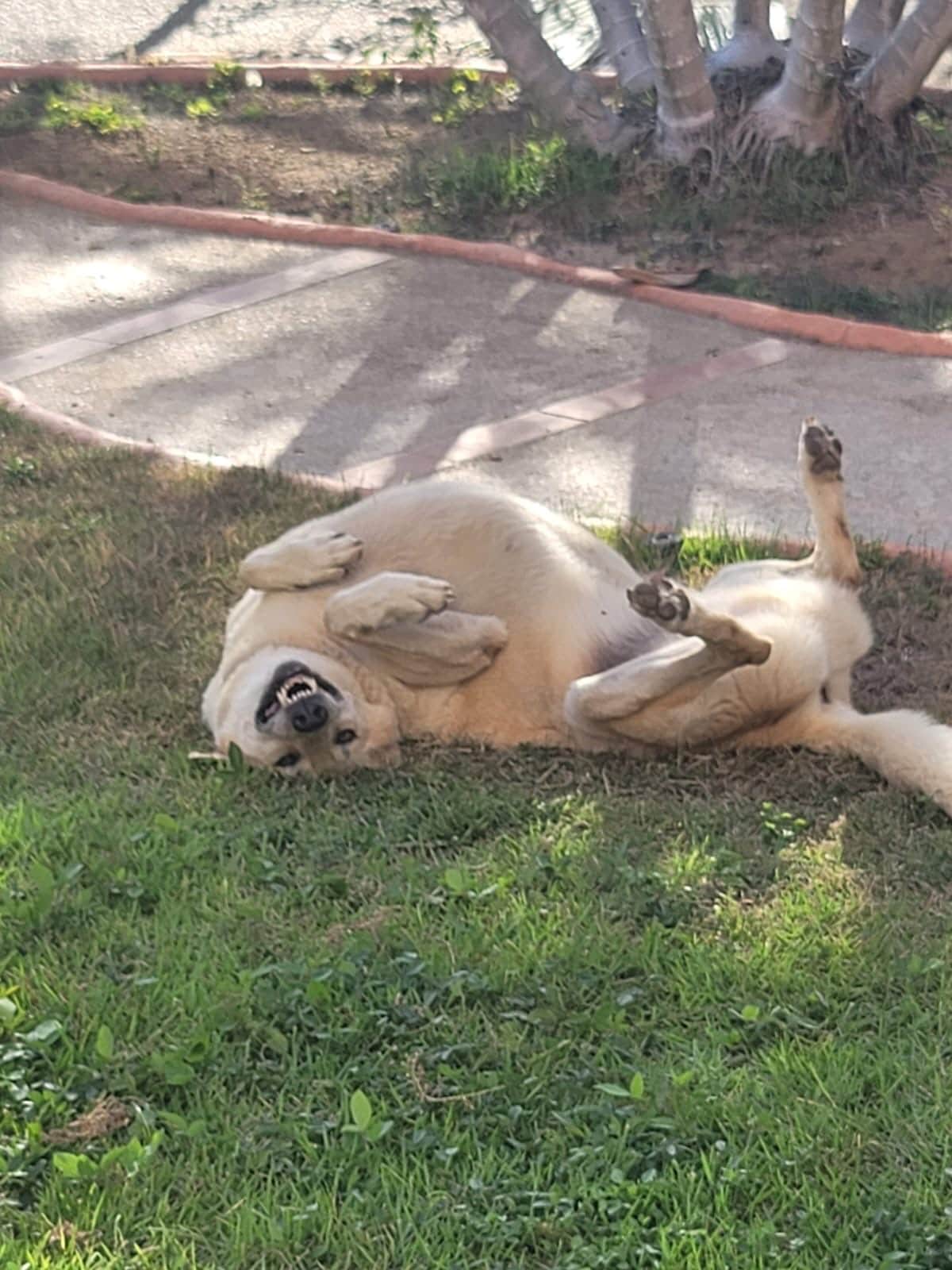 Facebook rolling on his back in the grass