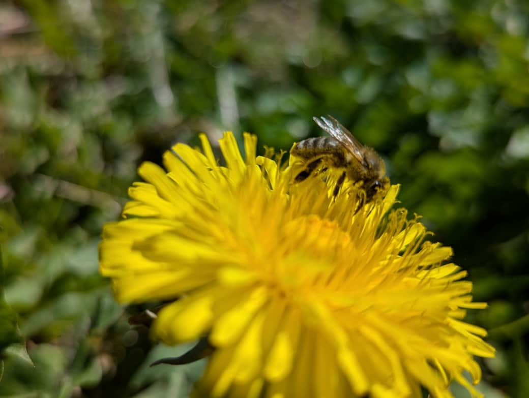 Biene auf Löwenzahn