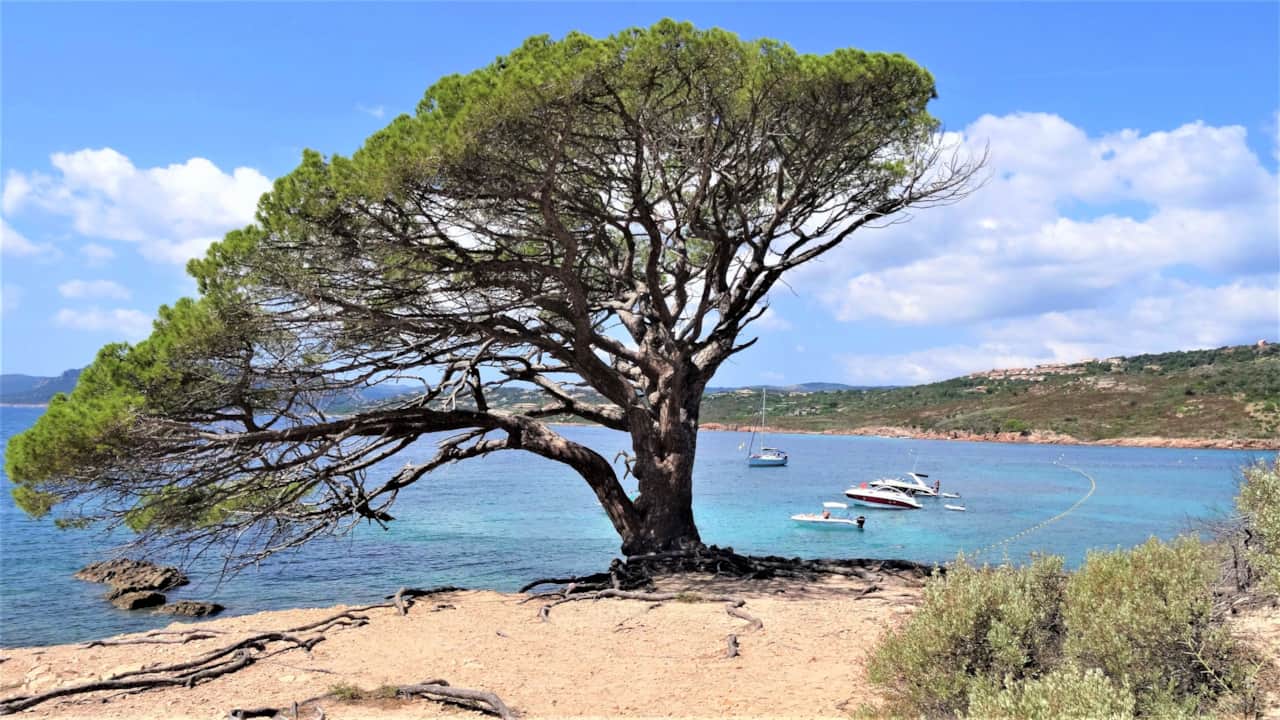 La spiaggia di Palombaggia.