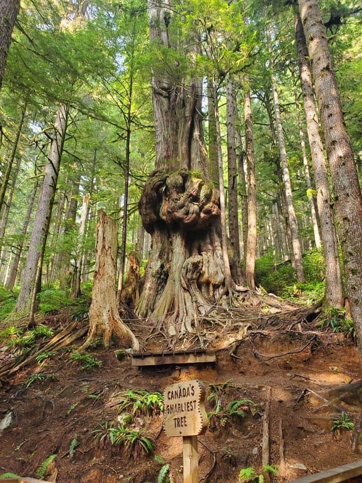 Visit Avatar Grove during your stay