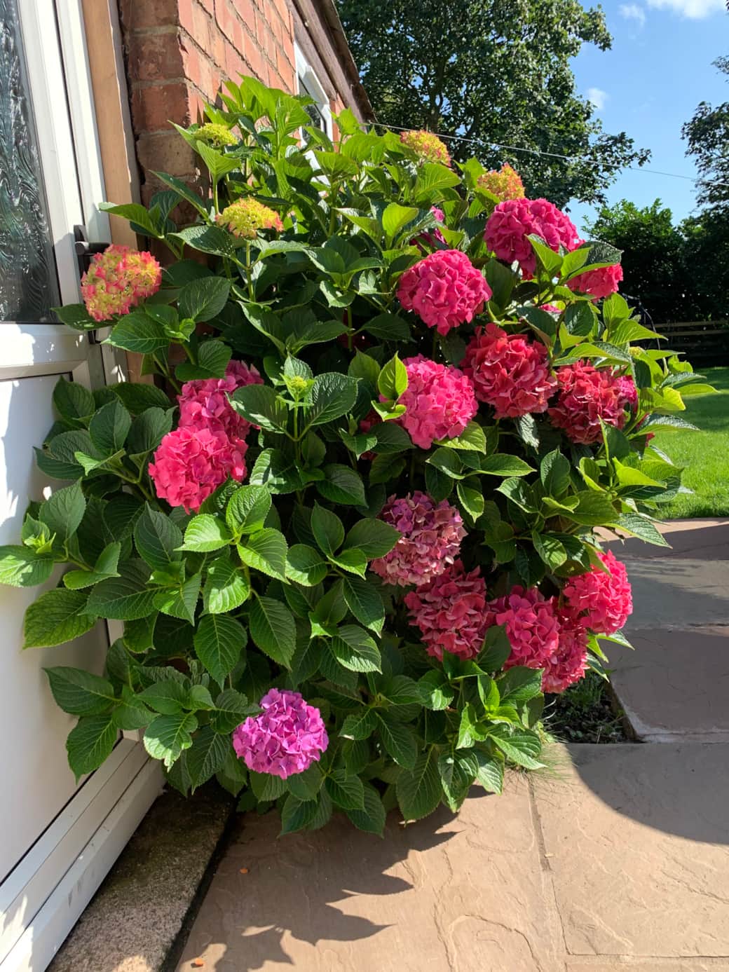 Our lovely hydrangea, grows outside the out building (patio furniture and bbq store).