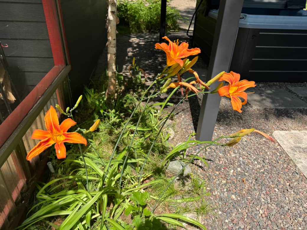 Day Lillies in season