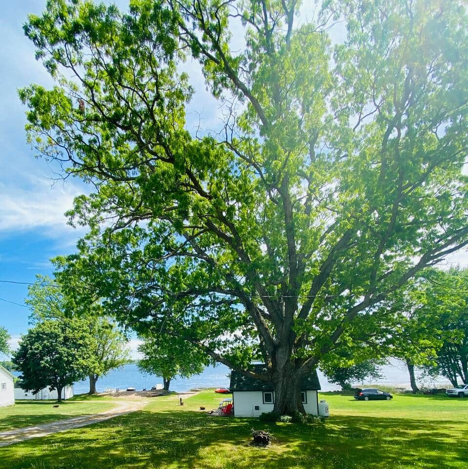 Cabin under the oak tree