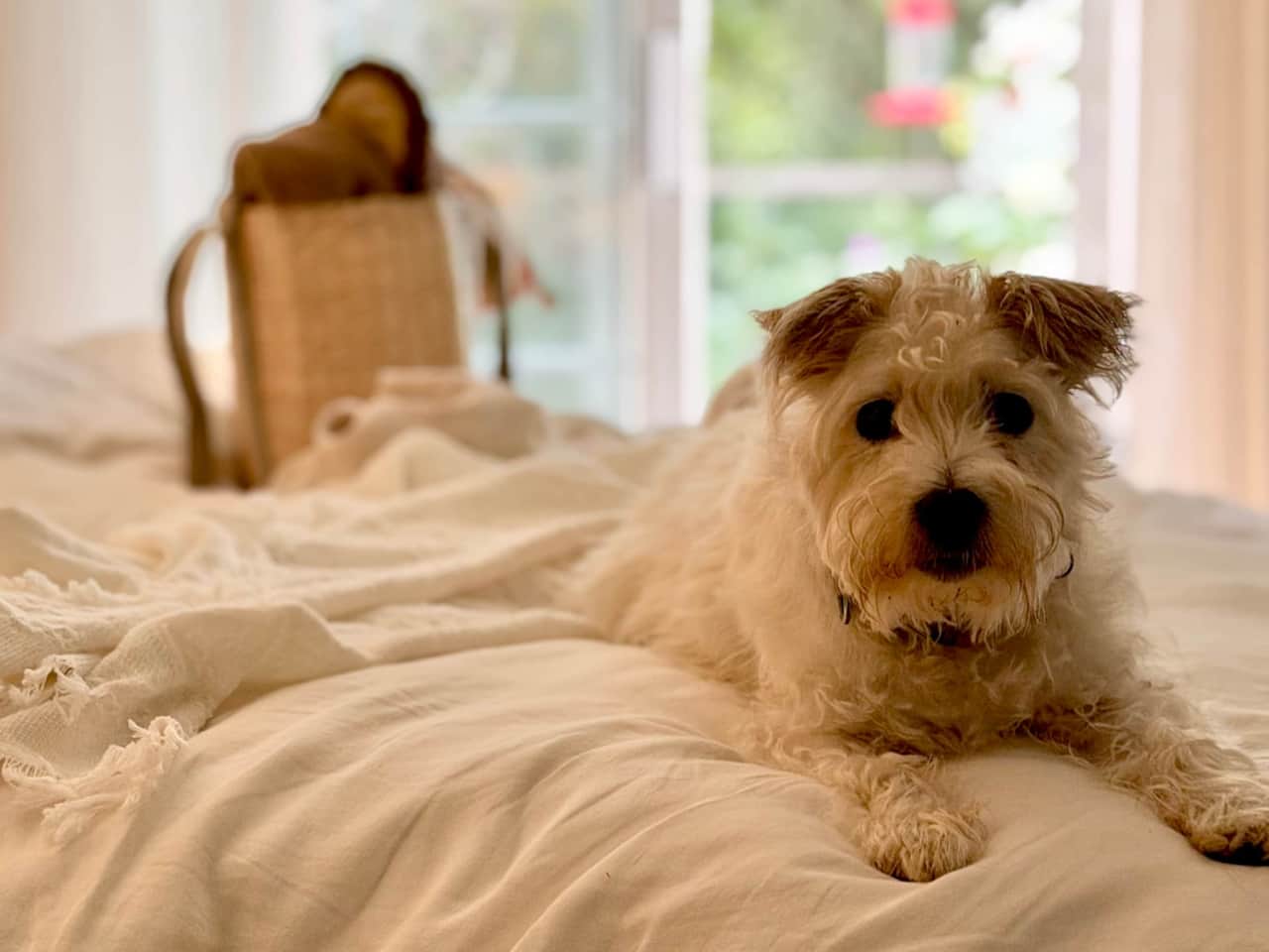 dog-friendly-whidbey-island-cottage.jpg