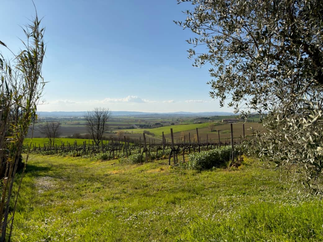 Vineyard