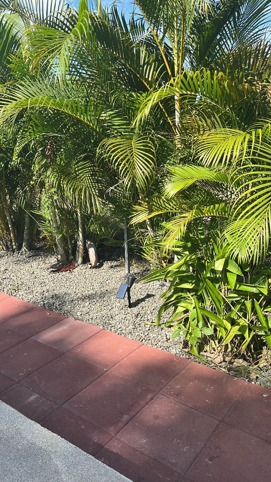 Outdoor design with dwarf palm trees and stone details to enhance the tropical vibe