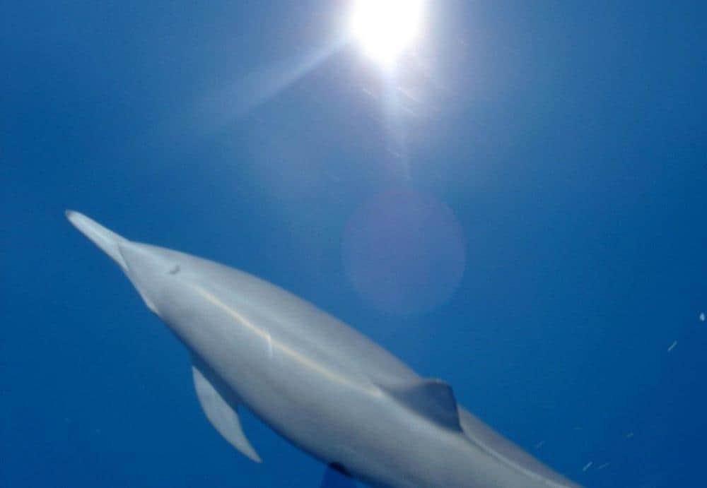 Dolphins