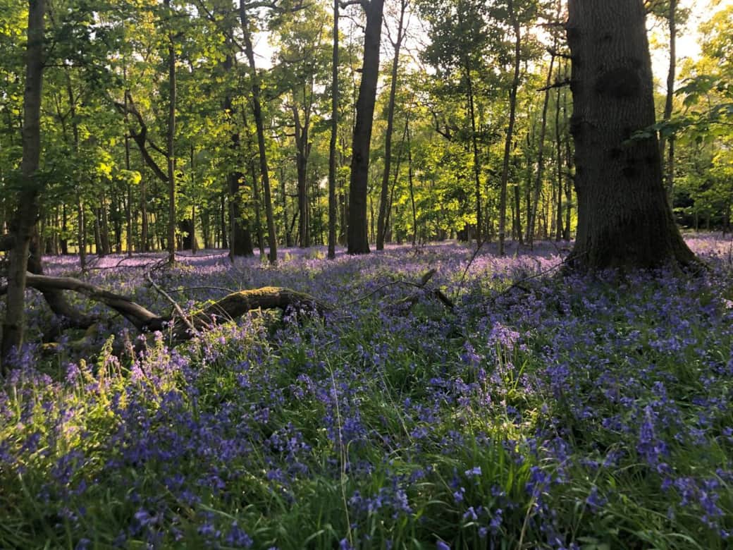 The beautiful Bladon Woods is a short walk from Windmill Farm