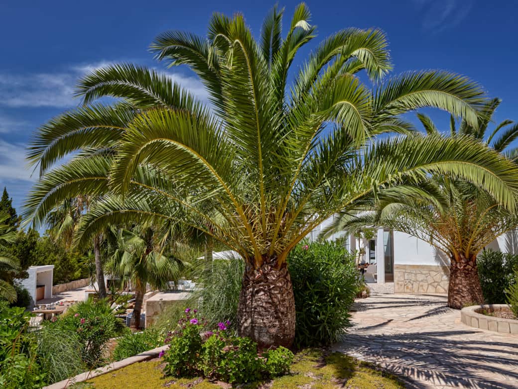 Media Luna Ibiza 2022 CF056296