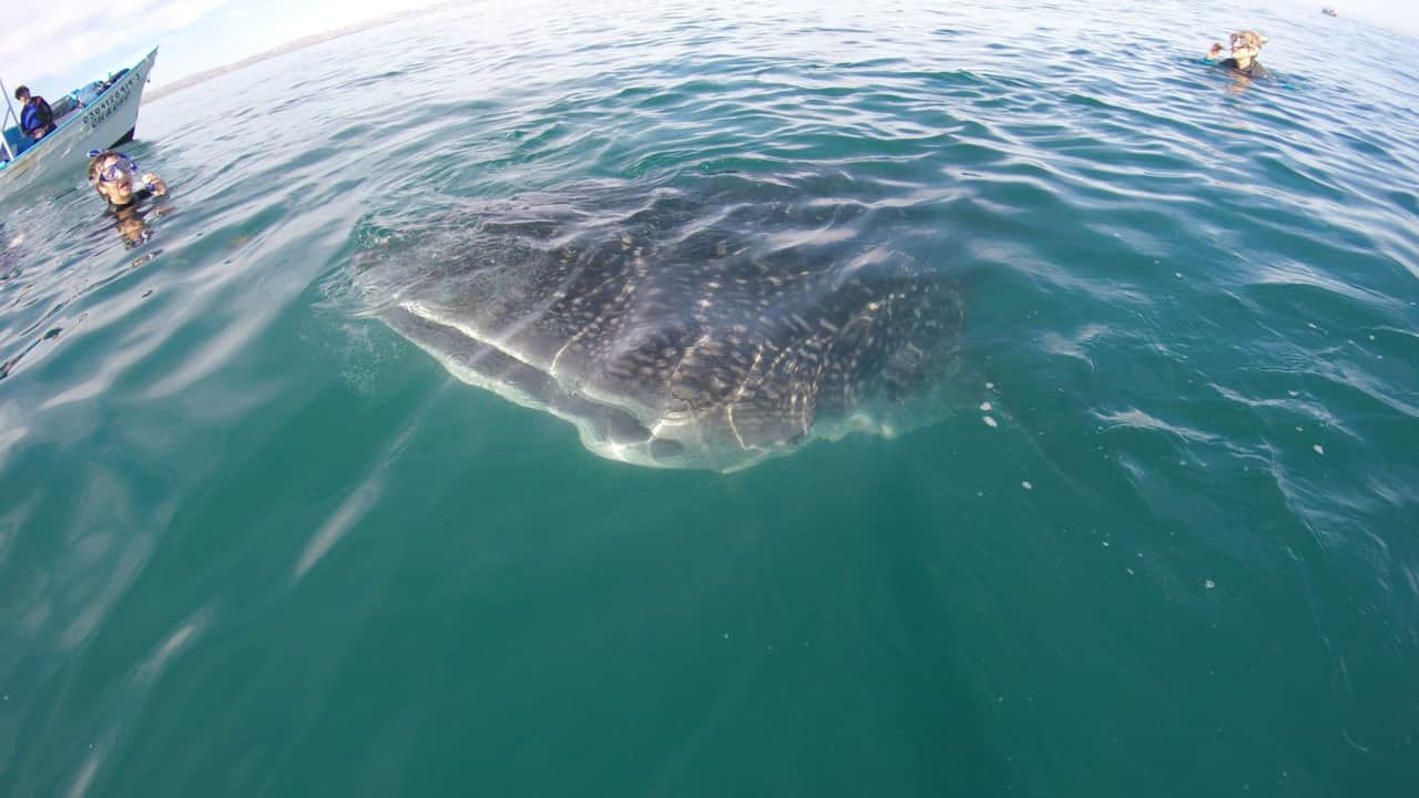 Snorkel with the Whale Sharks in La Paz