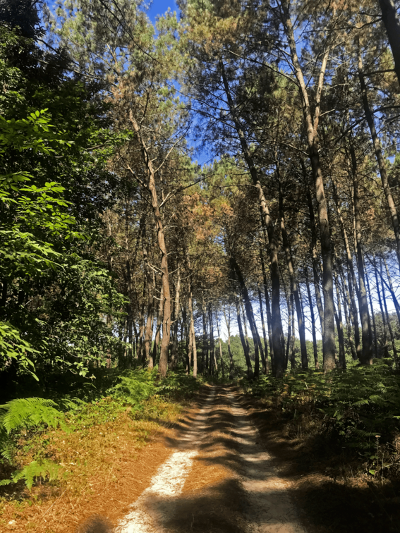 Laroche Woodland nature walk 