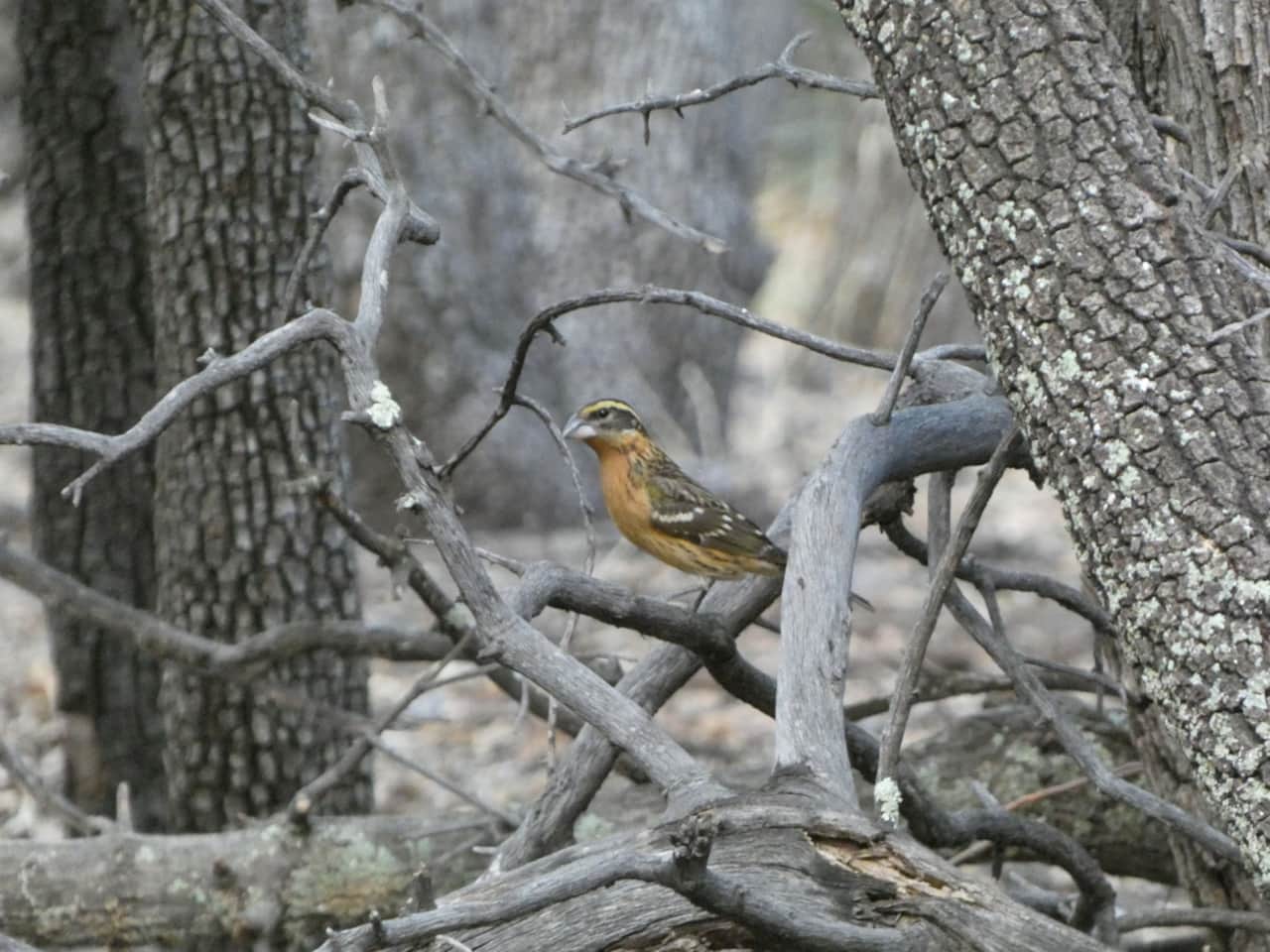 Female Grosbeak