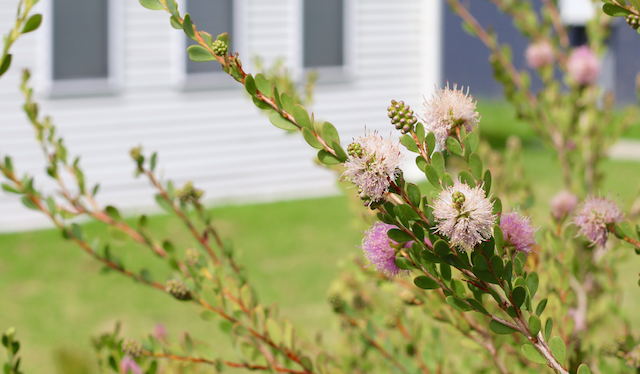 Robe, South Australia
