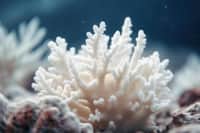 WHITE CORAL RENTALS LLC