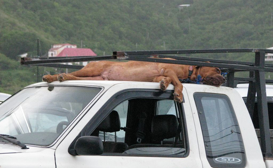 'It's a dogs life'. Taken at Cocolobo Shopping area Coral Bay.