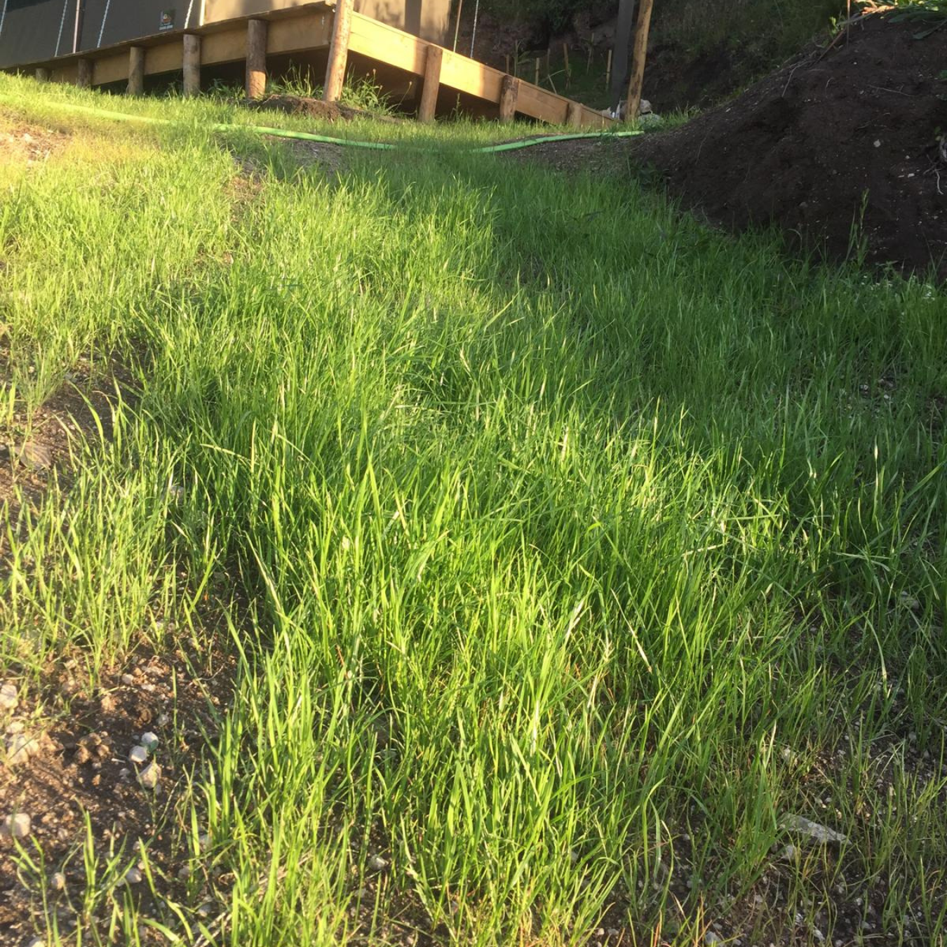 Grass growing after planting seeds