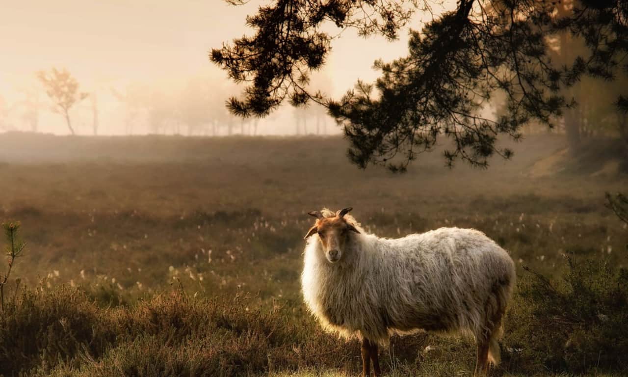 Nationaal Park Dwingelderveld