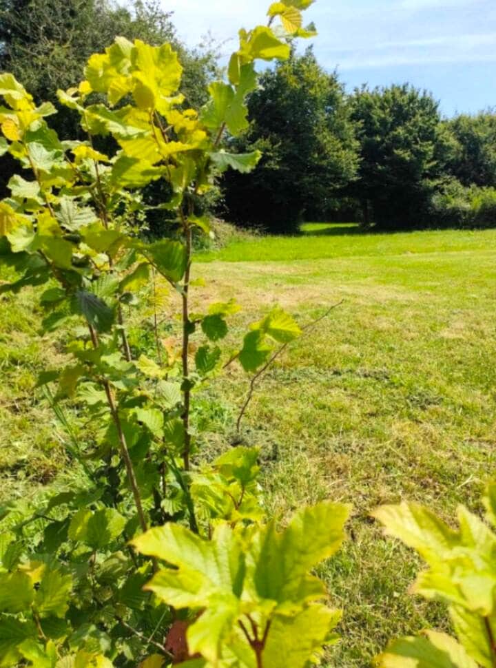 PLANTATATION DE HAIE LOCAL