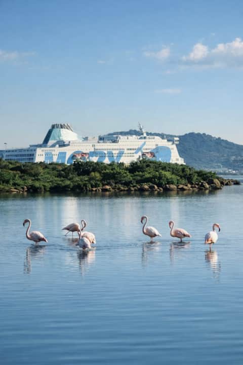 Pink flamingos in the Olbia lagoon, Sardinia, photographed by RENTAL12