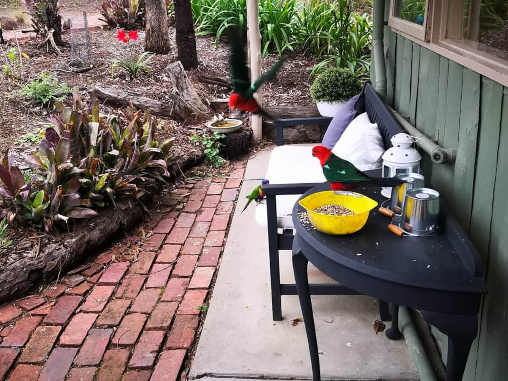 bird feeding