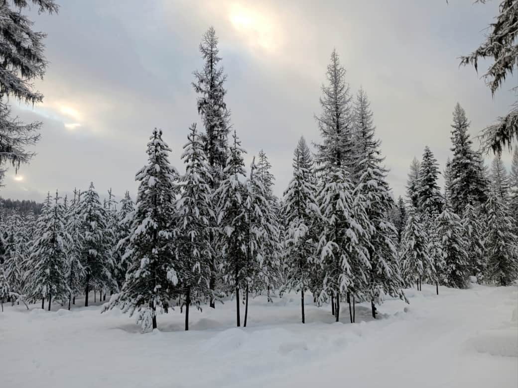 Island trees with snow