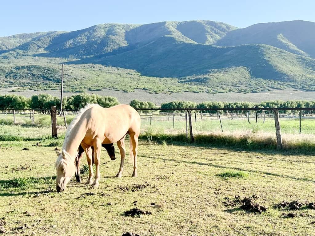 new life on the ranch