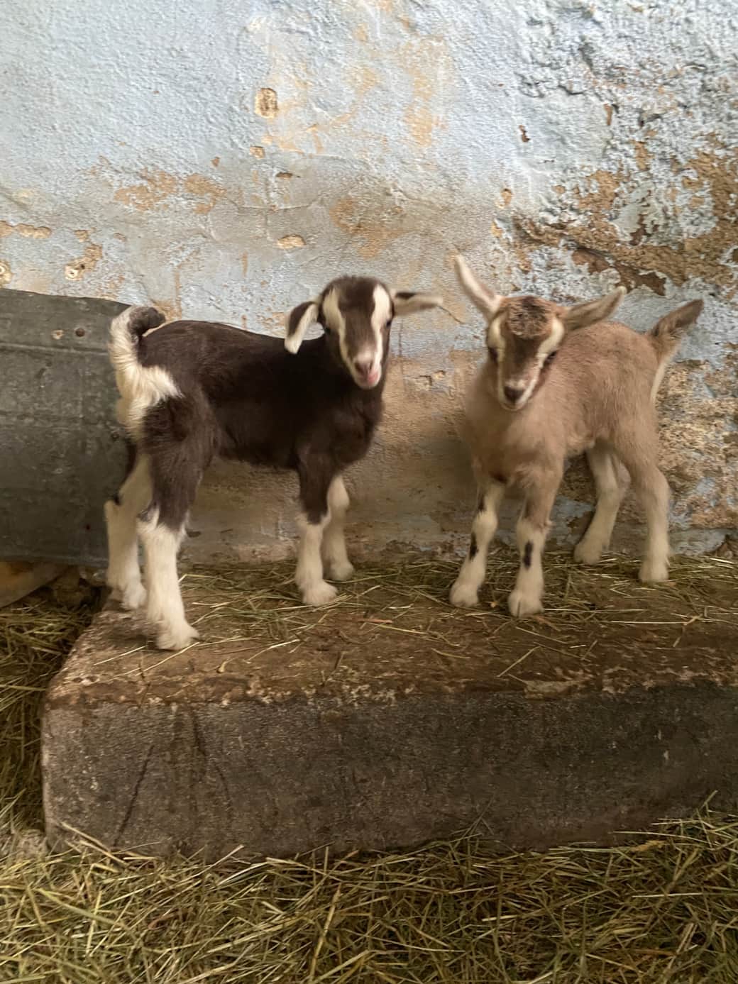 Unsere Ziegen
