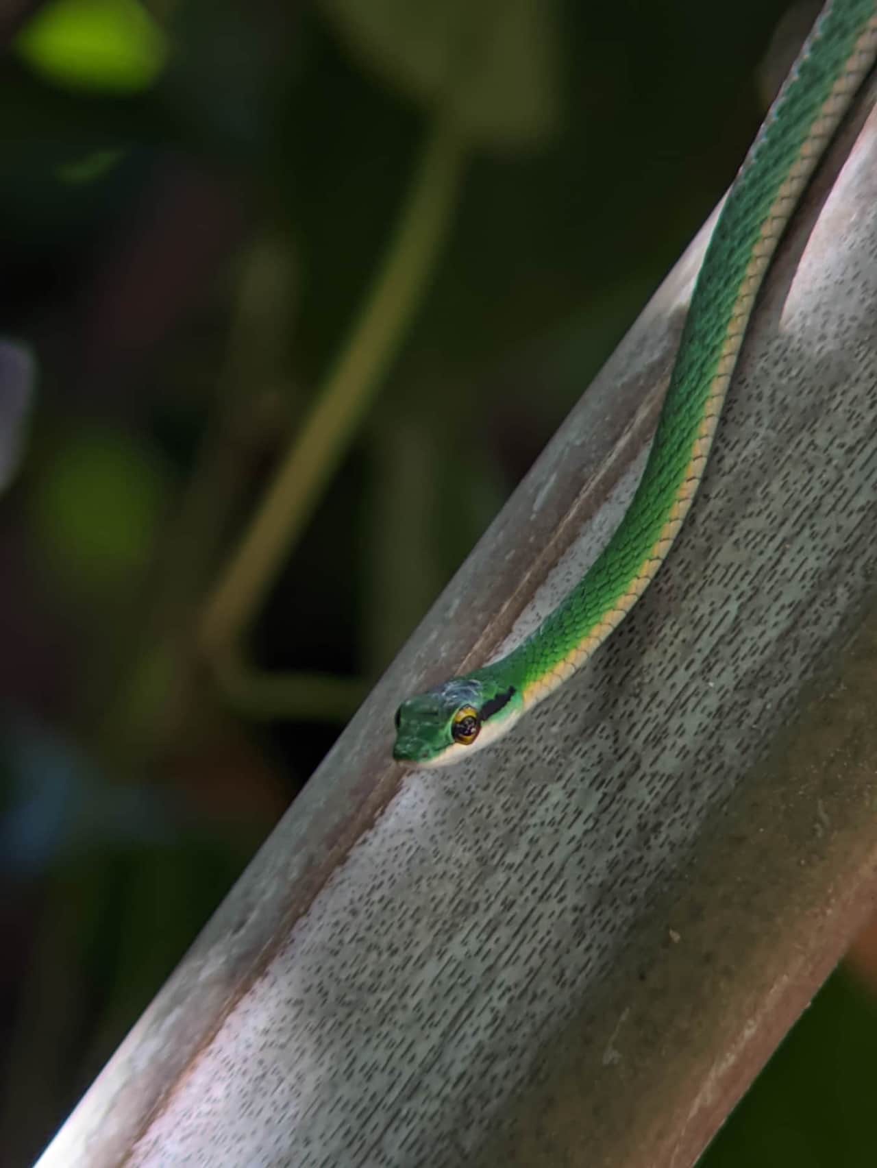 Manuel Antonio National Park