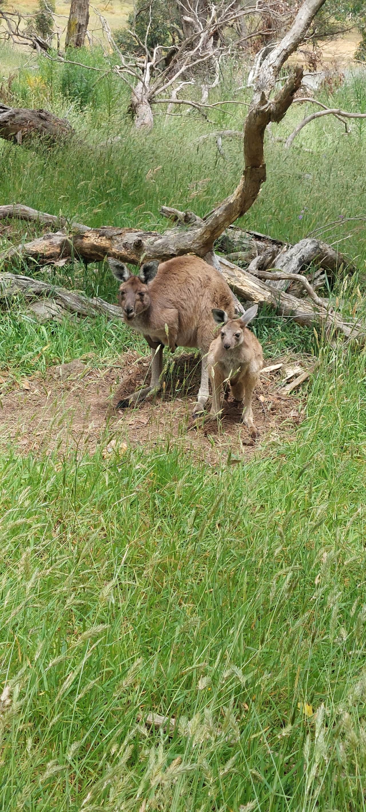 Wallabies