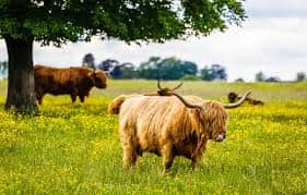 Cows on the Common