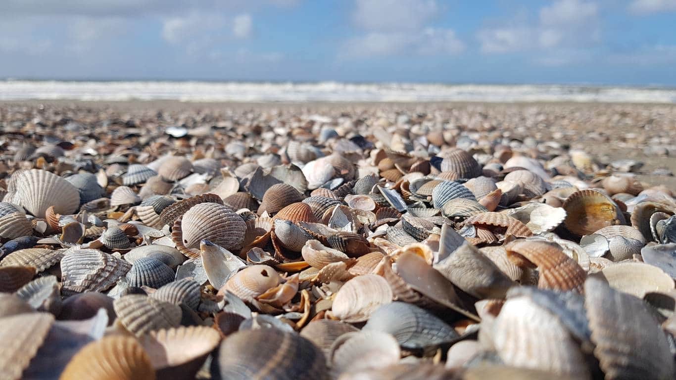 Muschelfeld auf Borkum