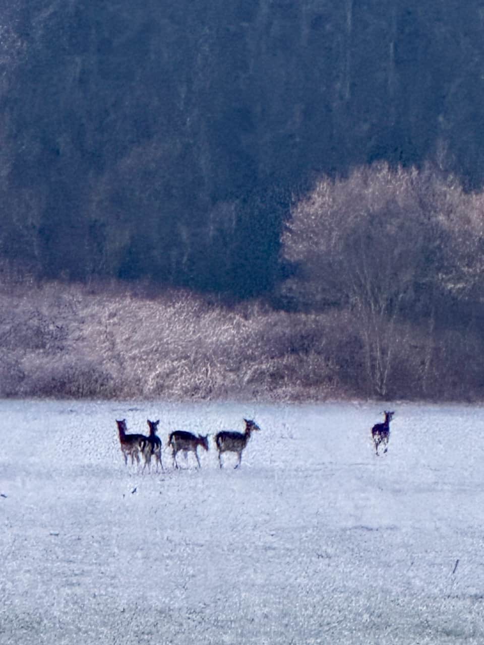 Damwild im Winter