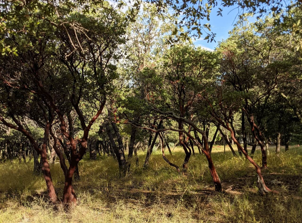 View of Manzanita trees from the driveway to Hummingbird Cabin.