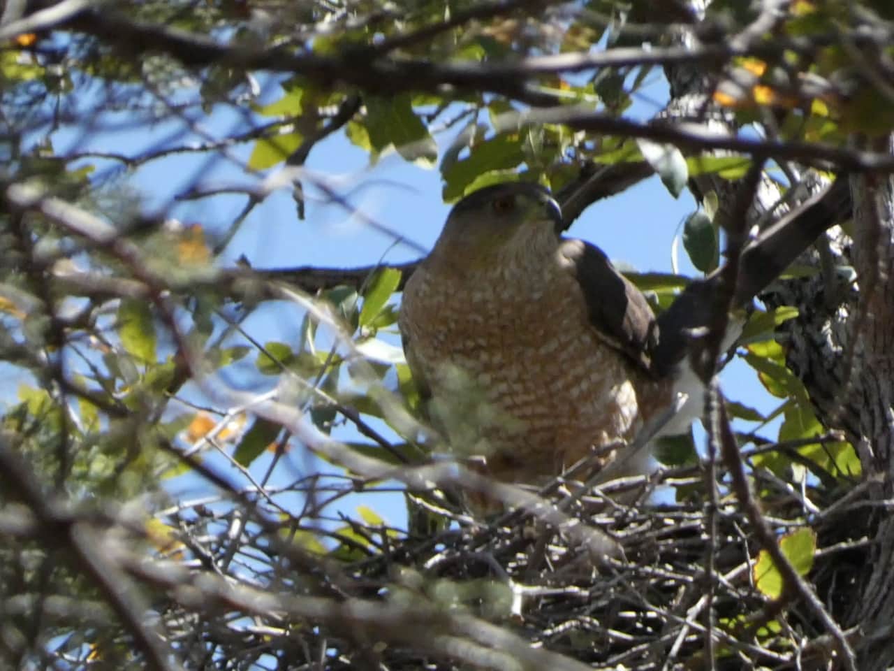Coopers Hawk.  A pair have nested on the property and are amazing to watch fly through the trees on the property.