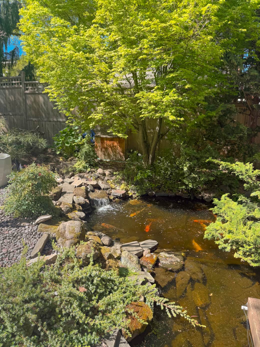 3 Koi Pond 3 Koi Pond