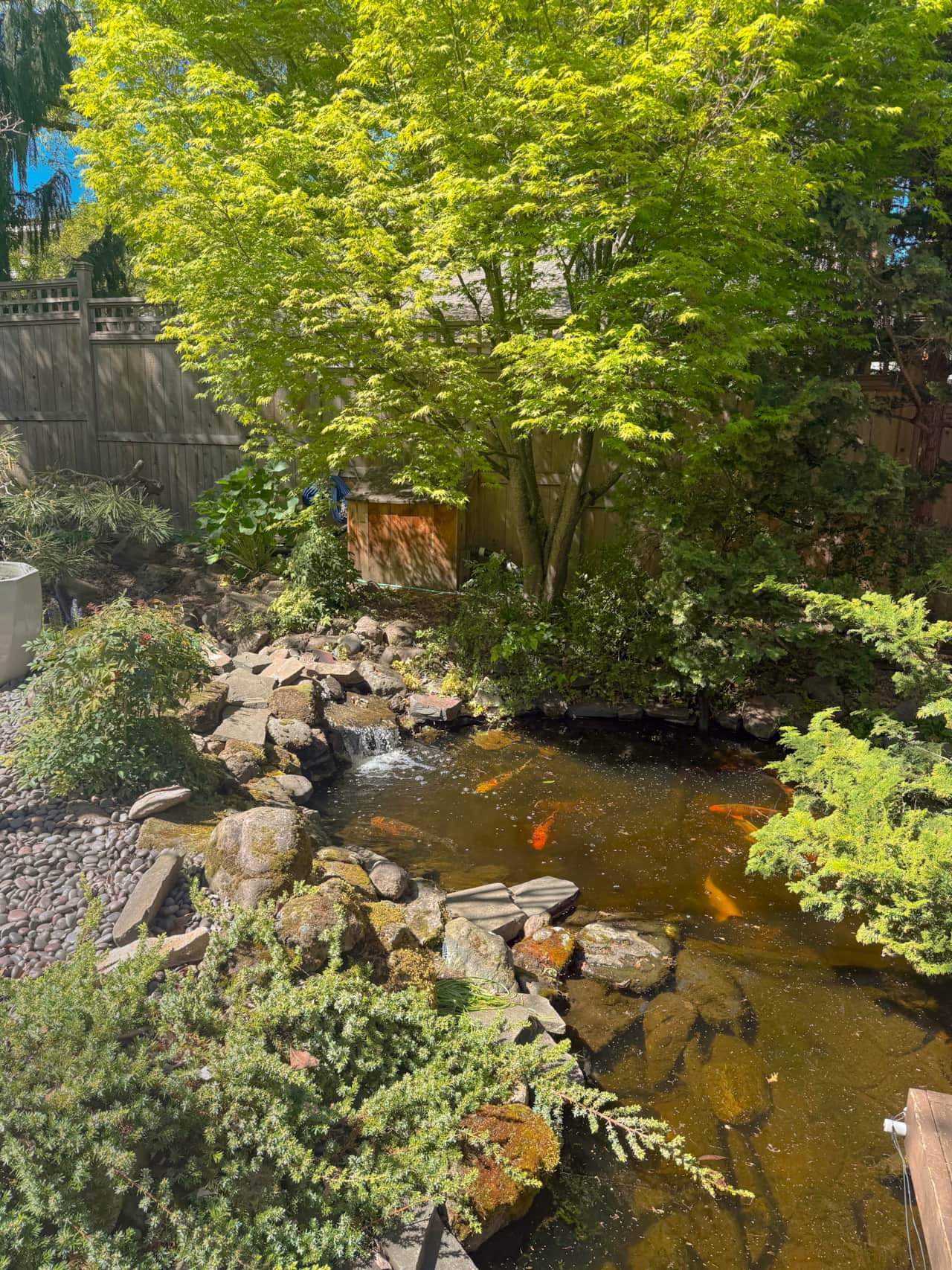 3 Koi Pond