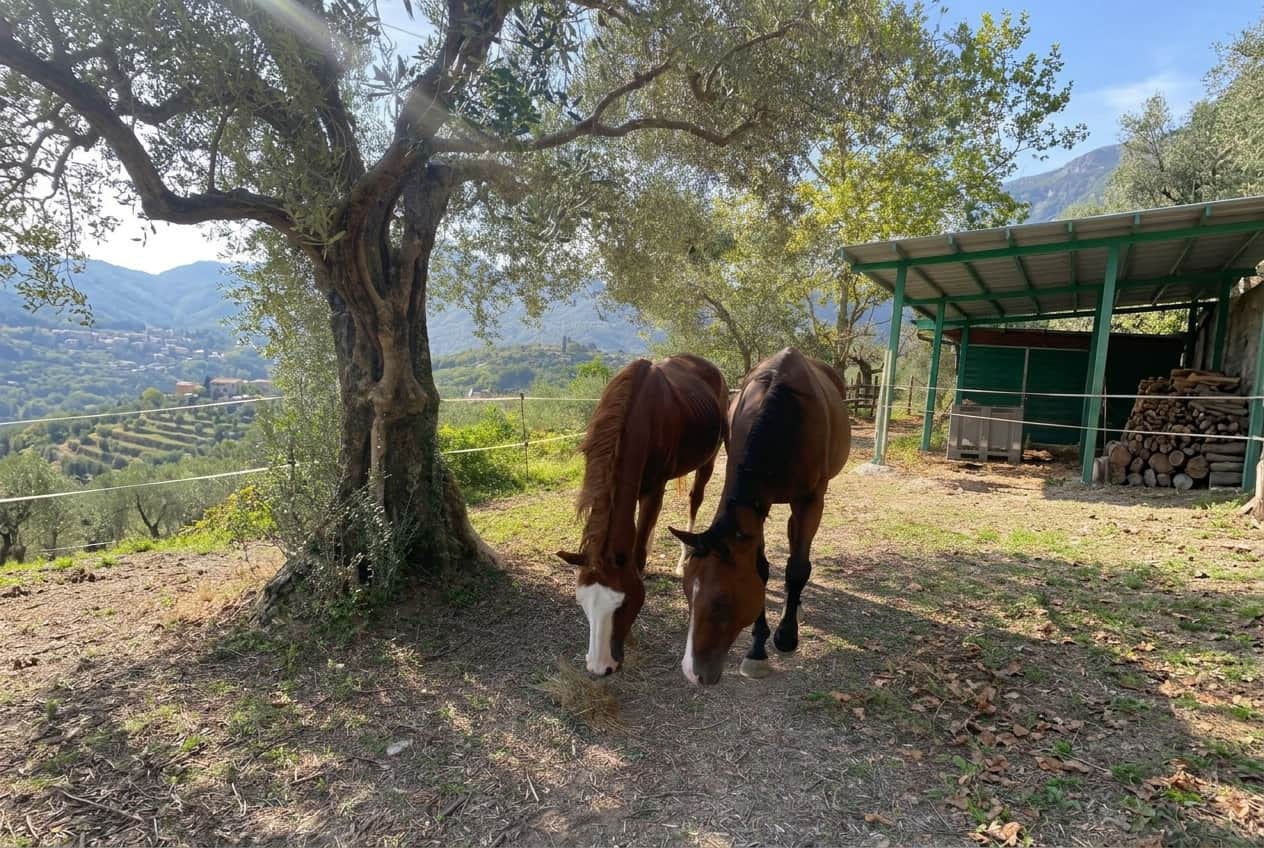 Horses
