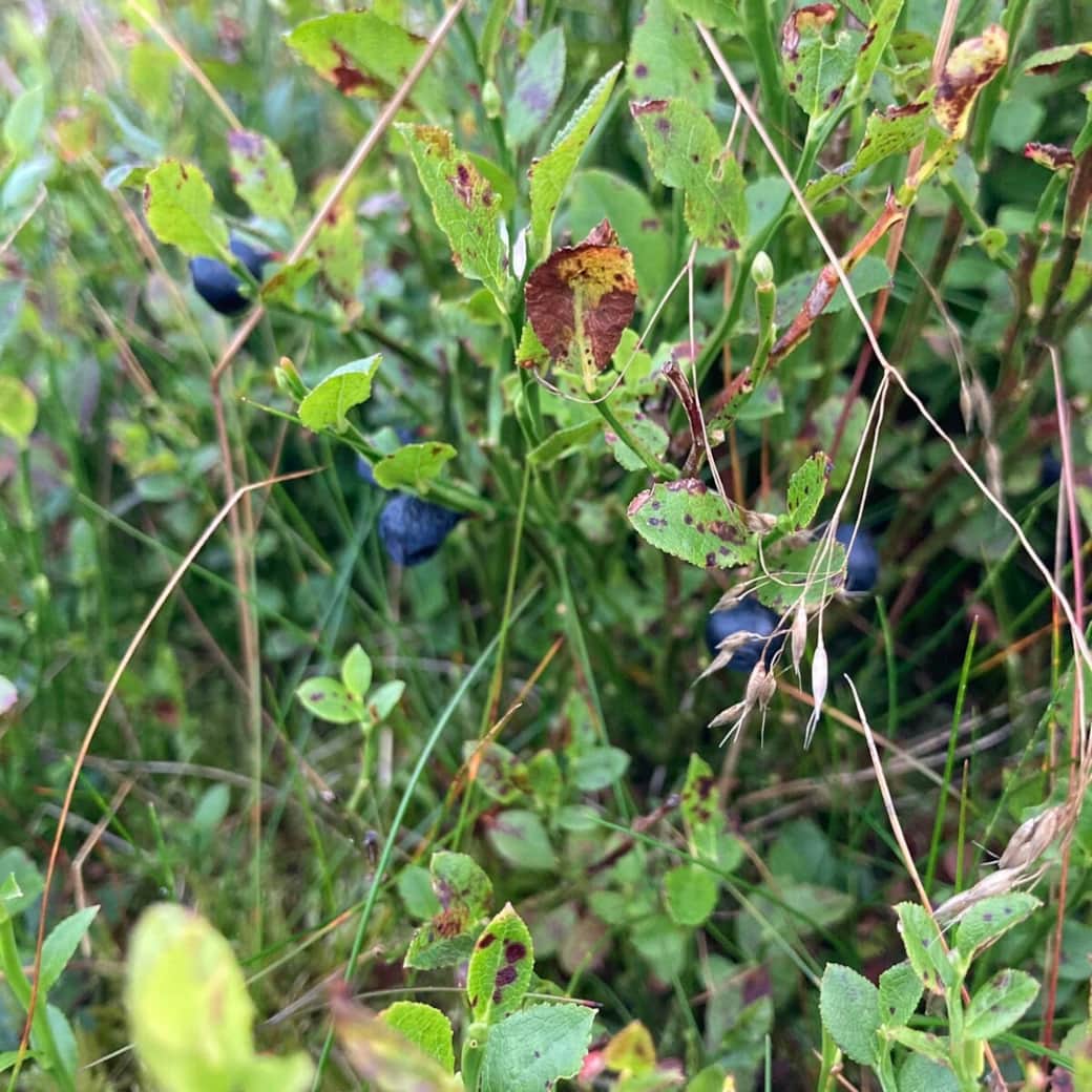 Summer & autumn delicacies.