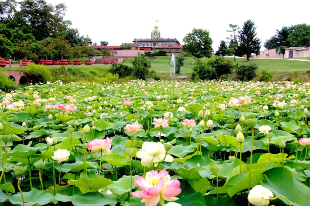 Palace Lotus Pond
